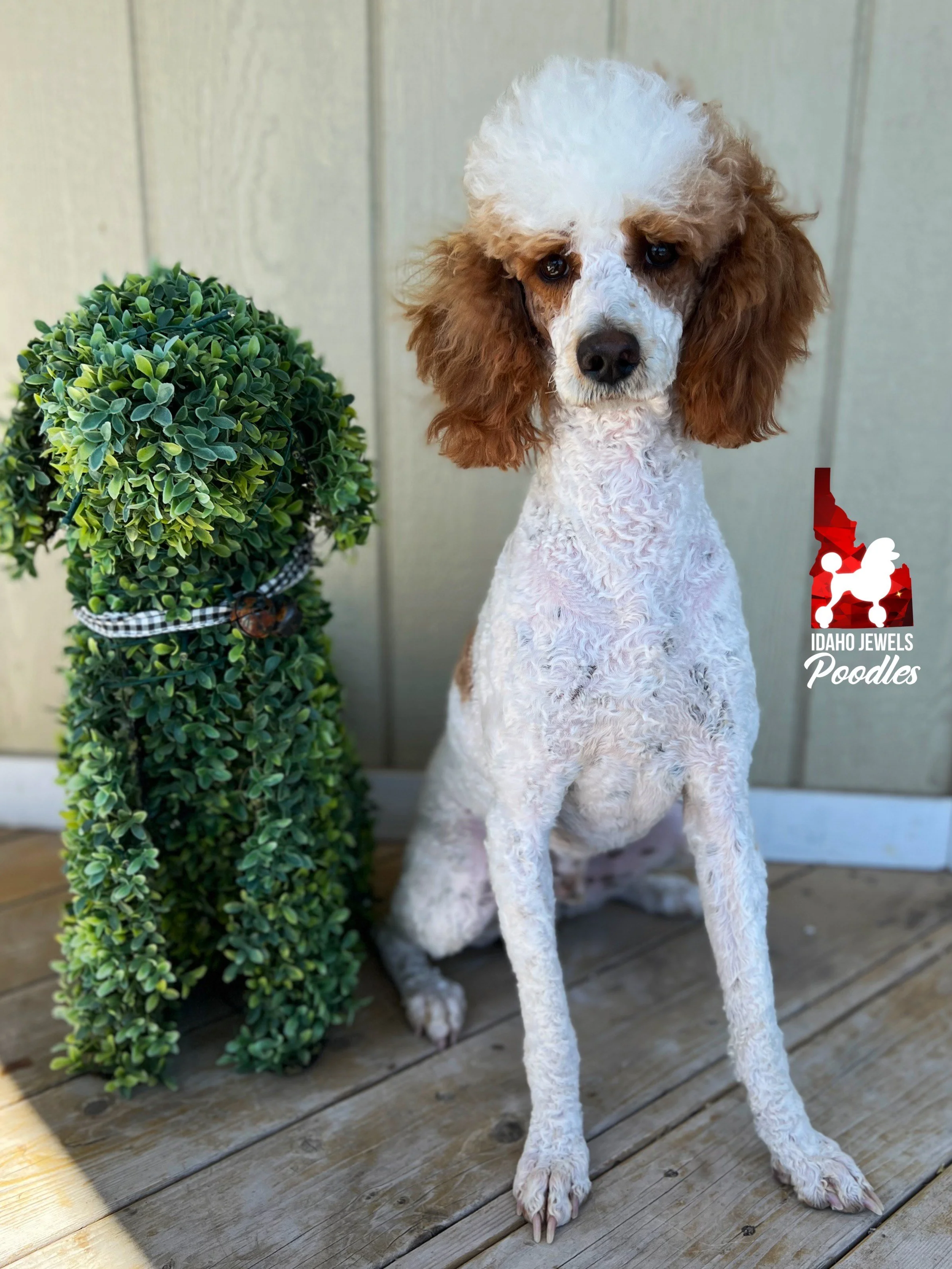 Idaho Jewels Poodles — Knox, Red Parti Moyen-Sized Poodle (Stud